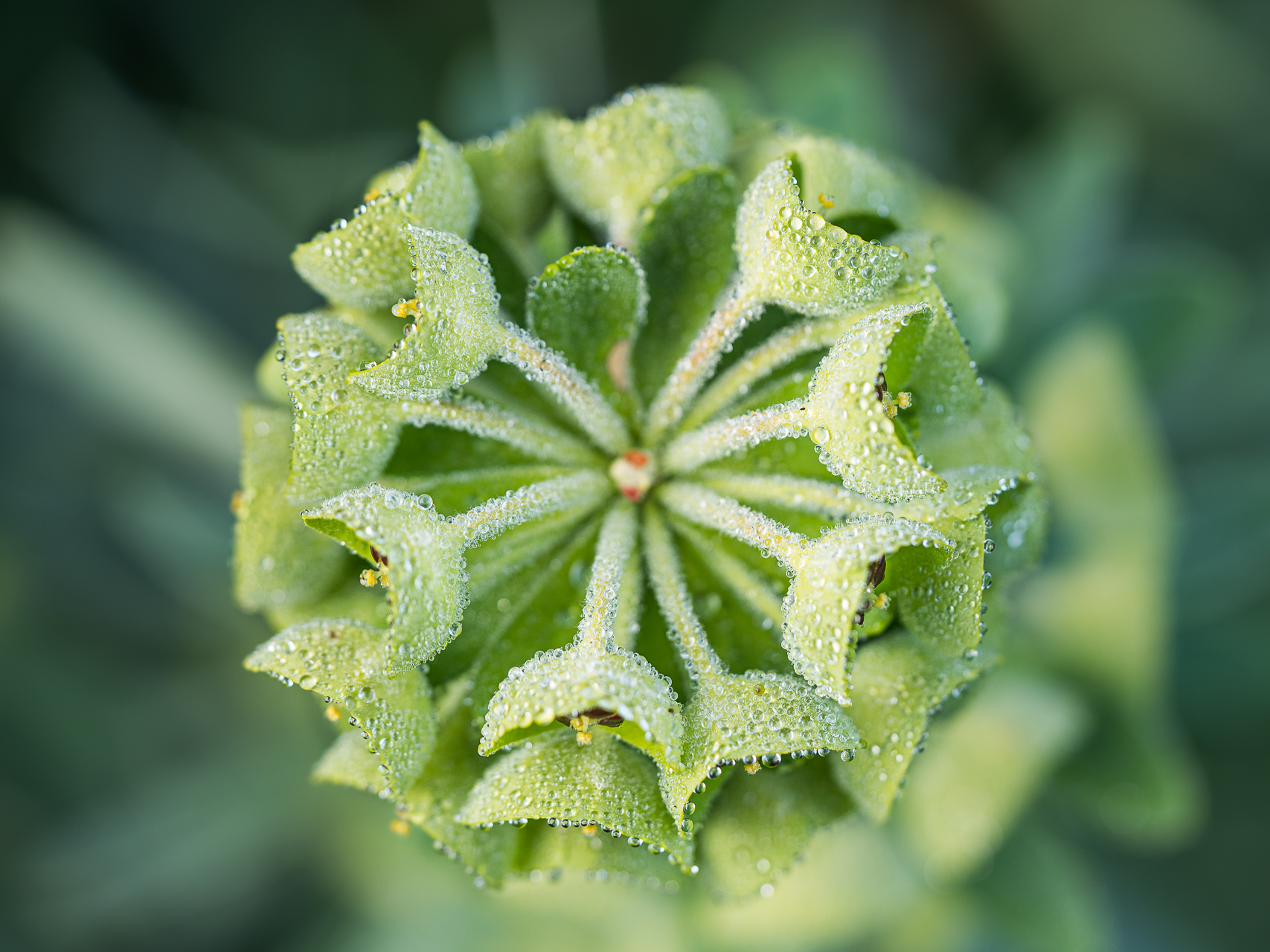Photographie de fleurs par Sandy Berthaud photographie