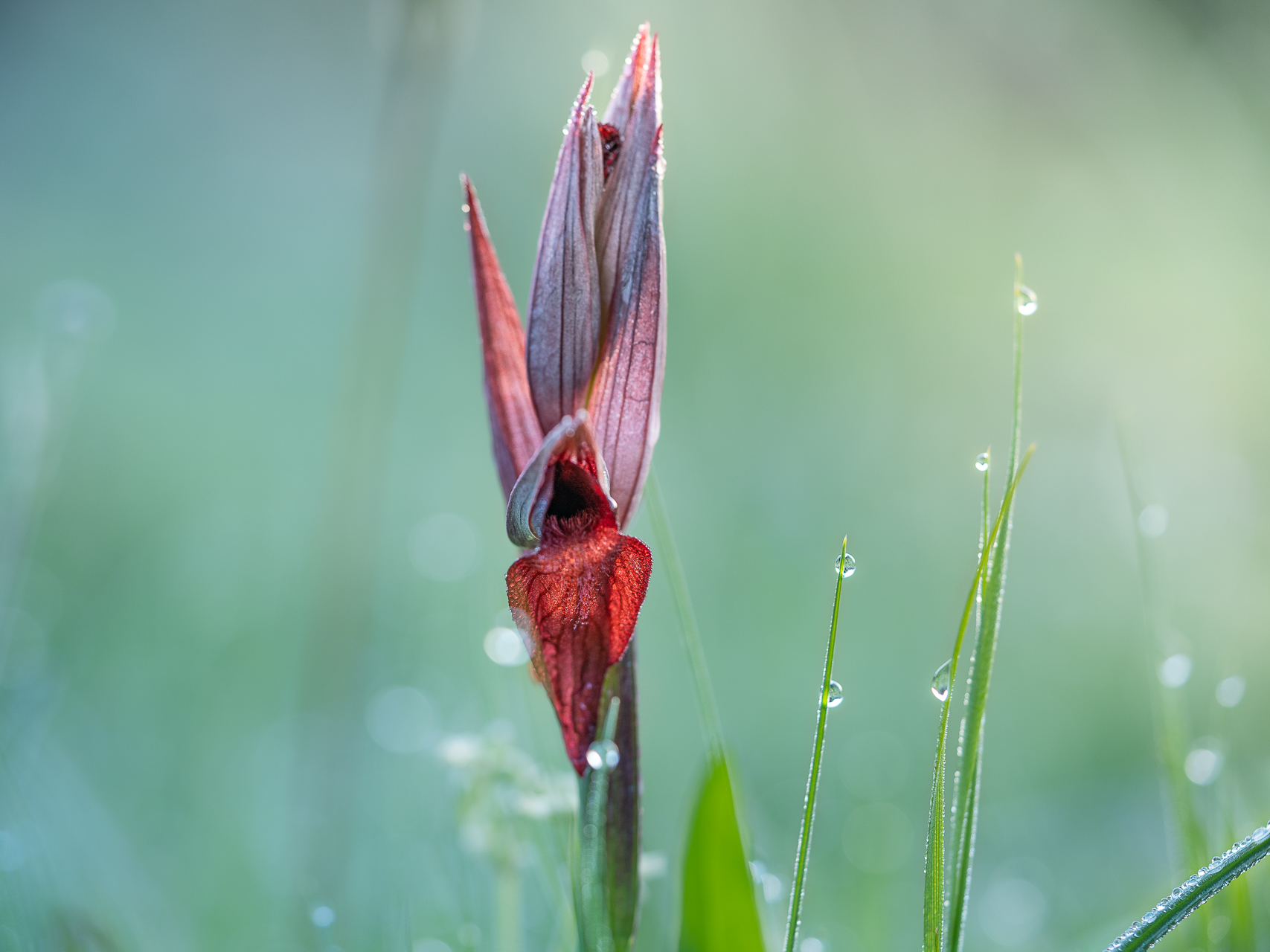 Photographie de fleurs par Sandy Berthaud photographie