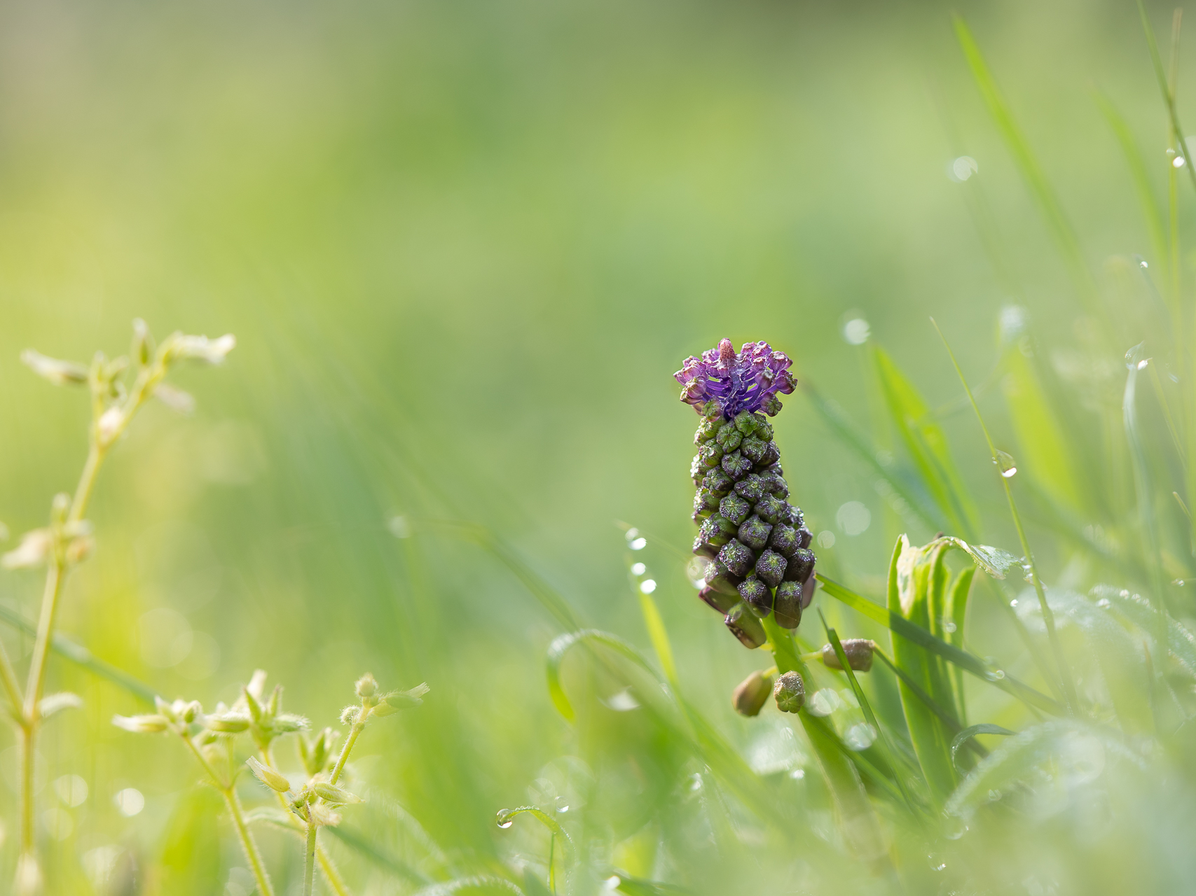Photographie de fleurs par Sandy Berthaud photographie