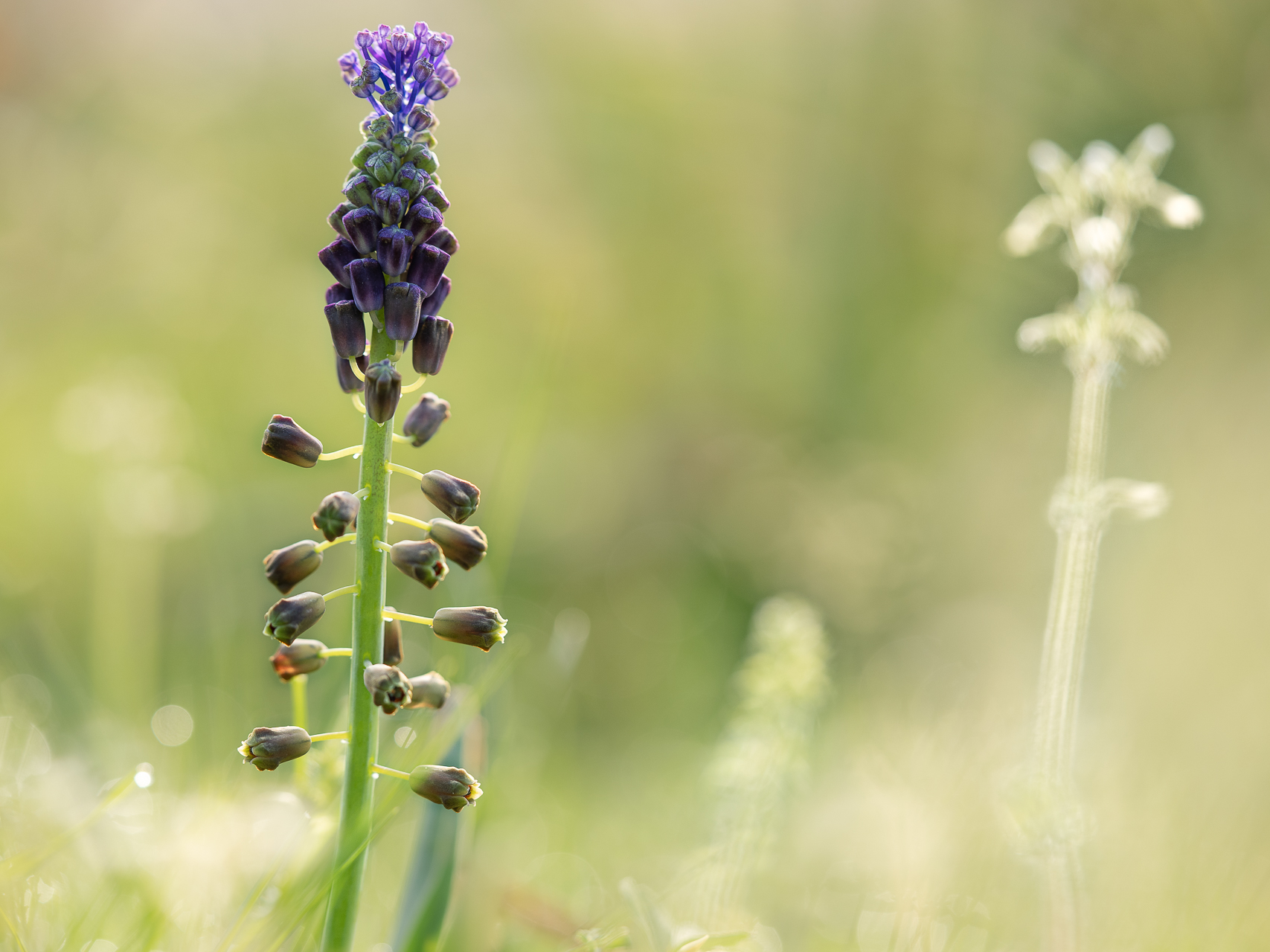 Photographie de fleurs par Sandy Berthaud photographie