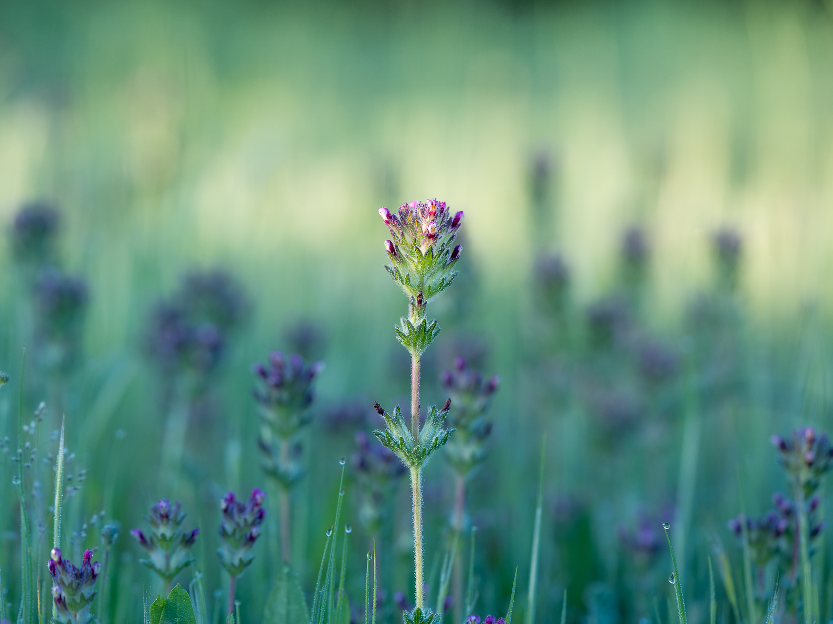 Photographie de fleurs par Sandy Berthaud photographie