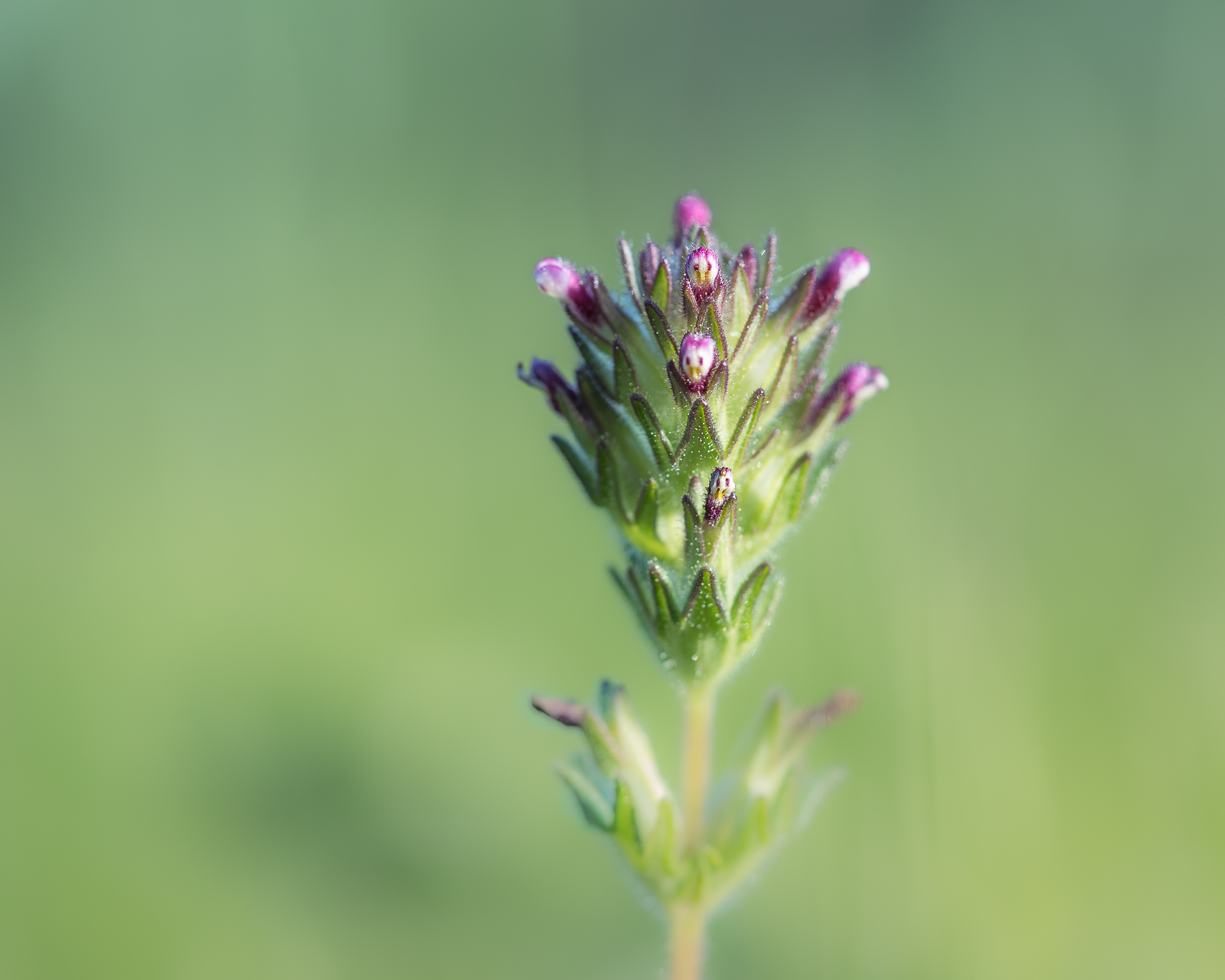 Photographie de fleurs par Sandy Berthaud photographie