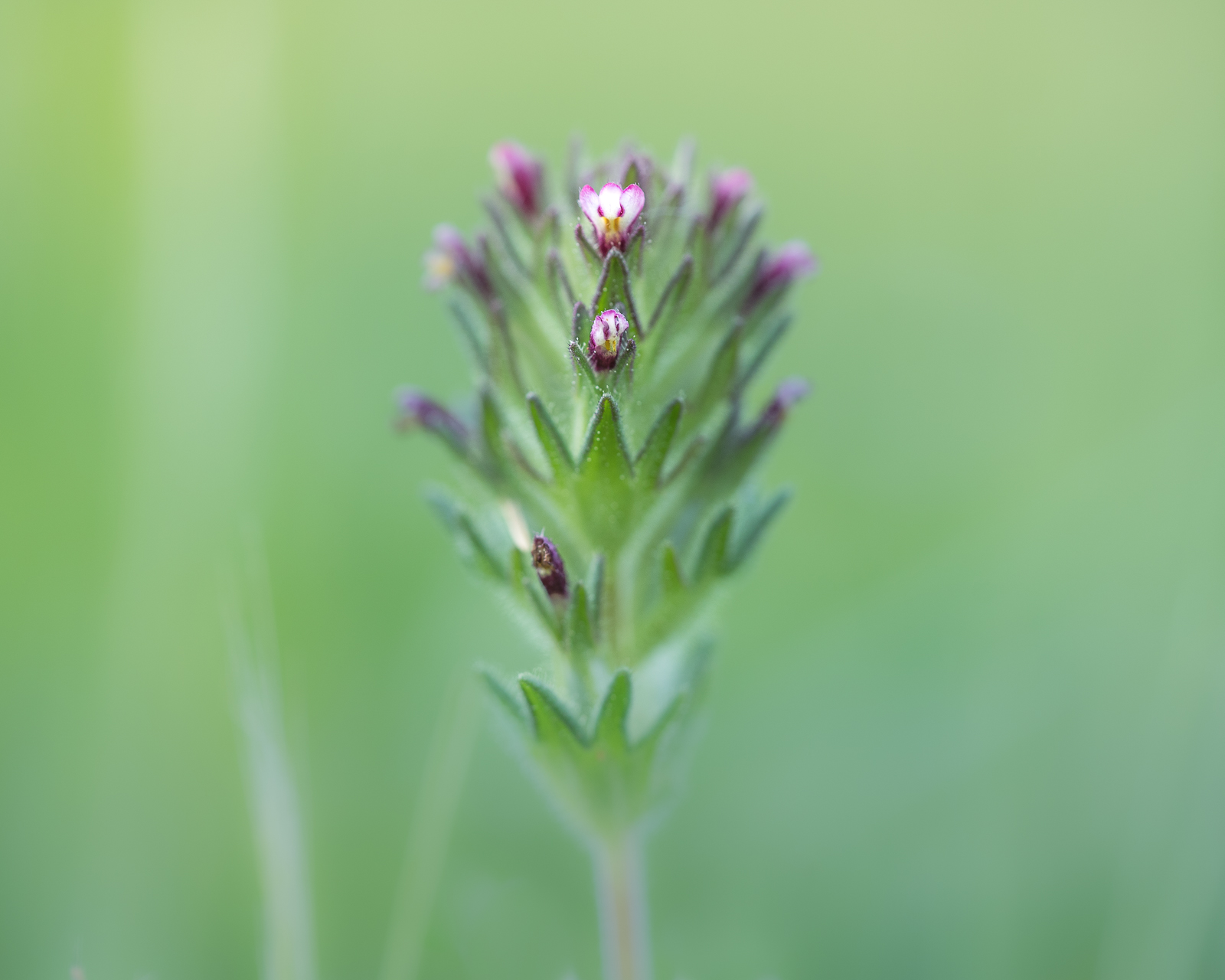 Photographie de fleurs par Sandy Berthaud photographie