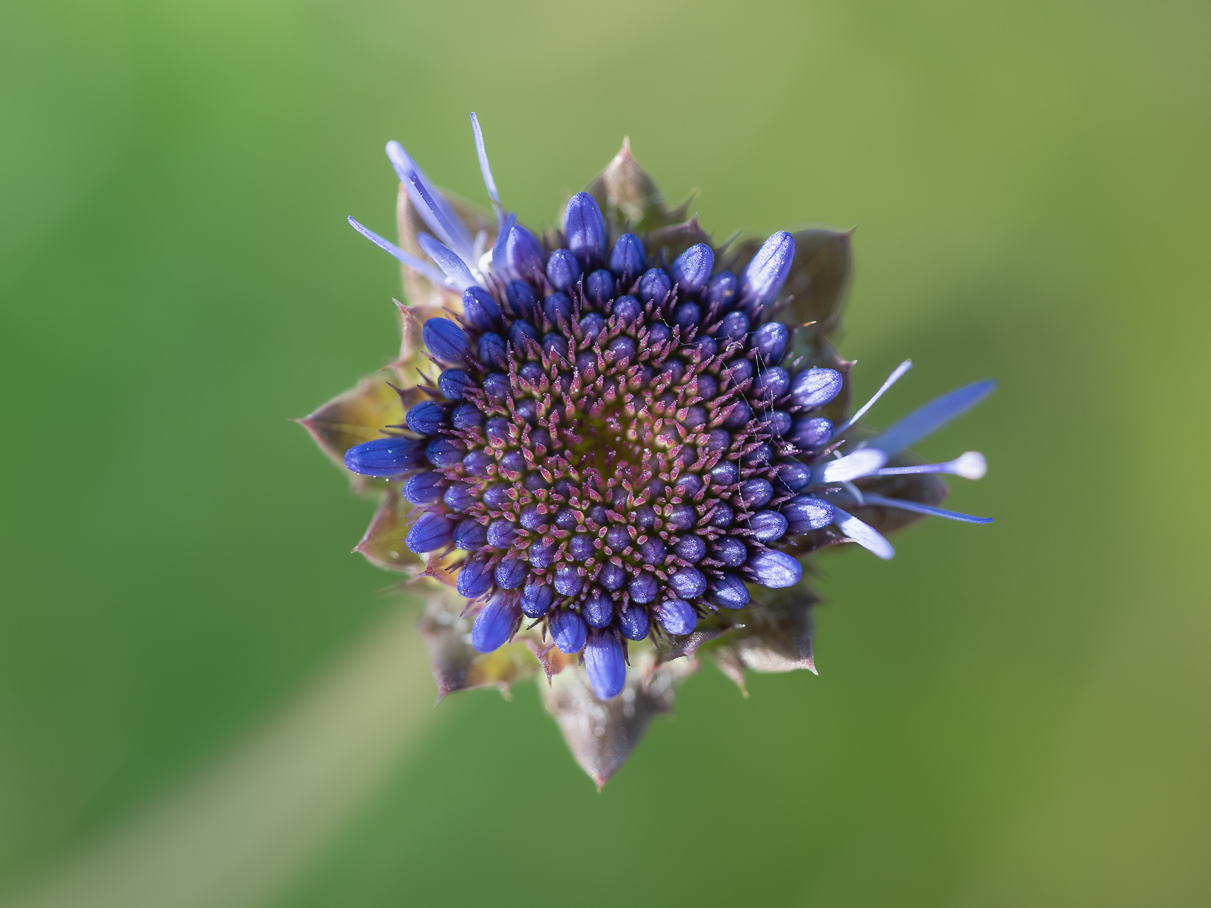Photographie de fleurs par Sandy Berthaud photographie