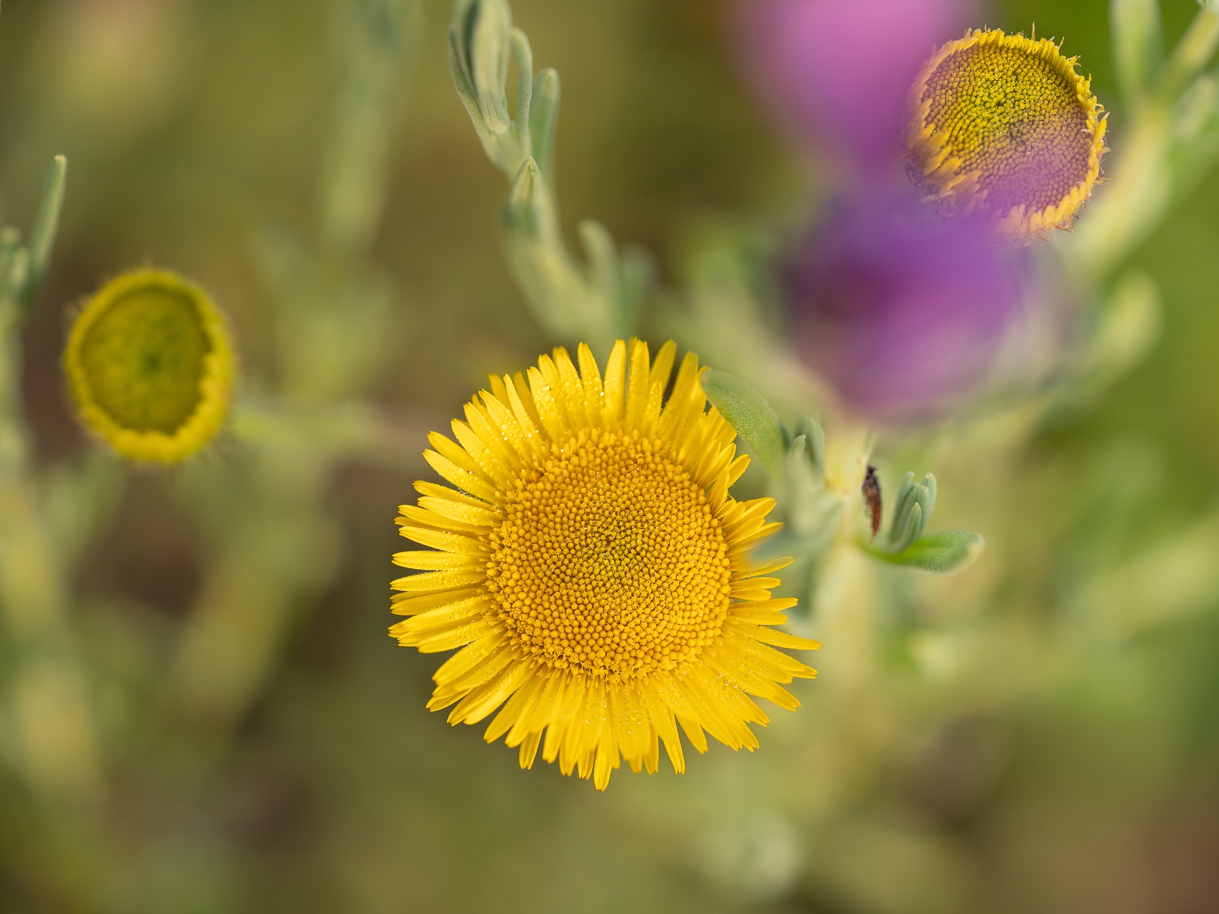Photographie de fleurs par Sandy Berthaud photographie