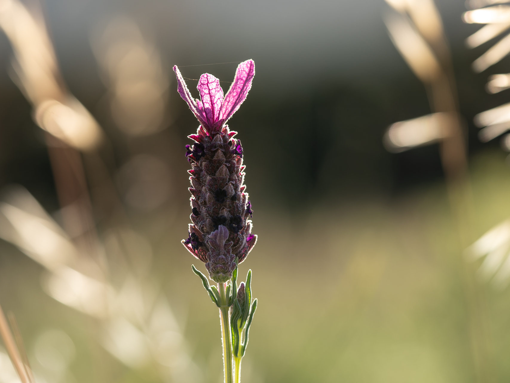 Photographie de fleurs par Sandy Berthaud photographie