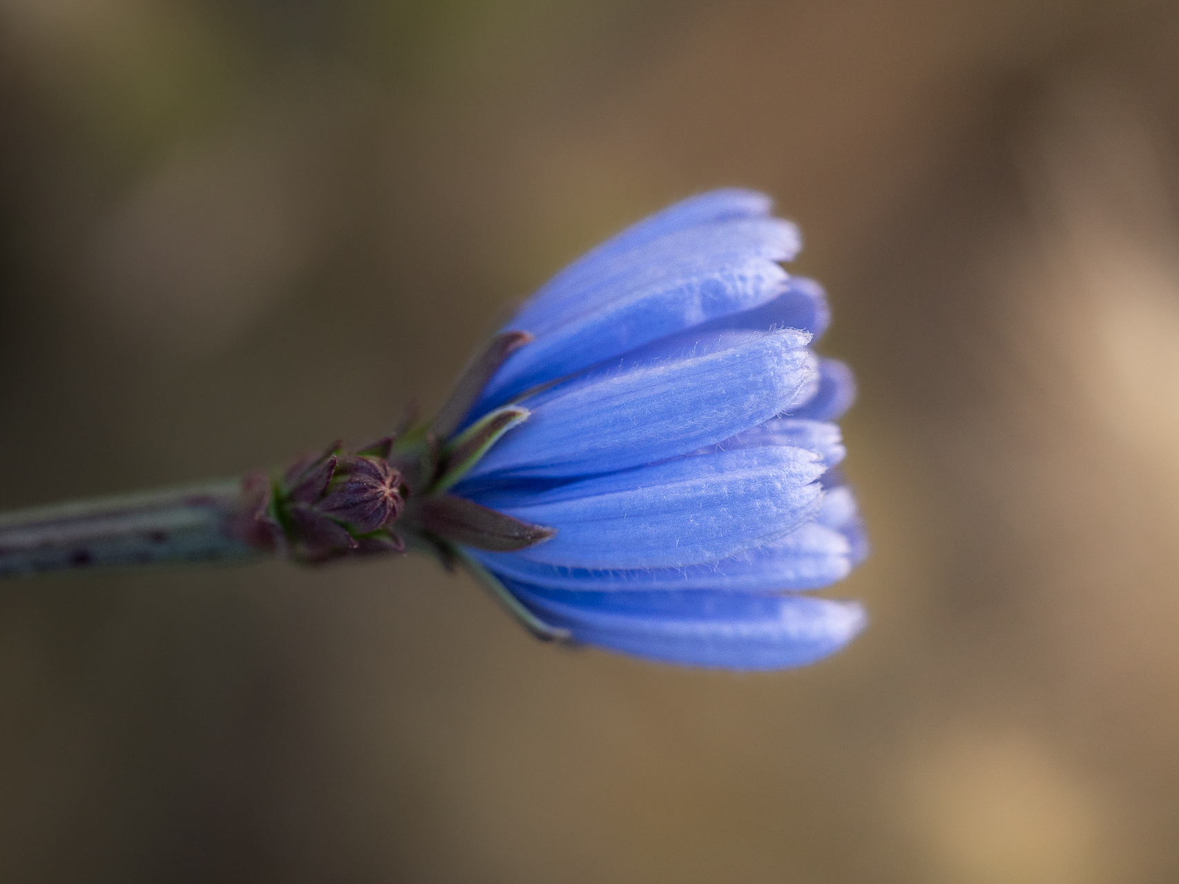 Photographie de fleurs chicorée par Sandy Berthaud photographie