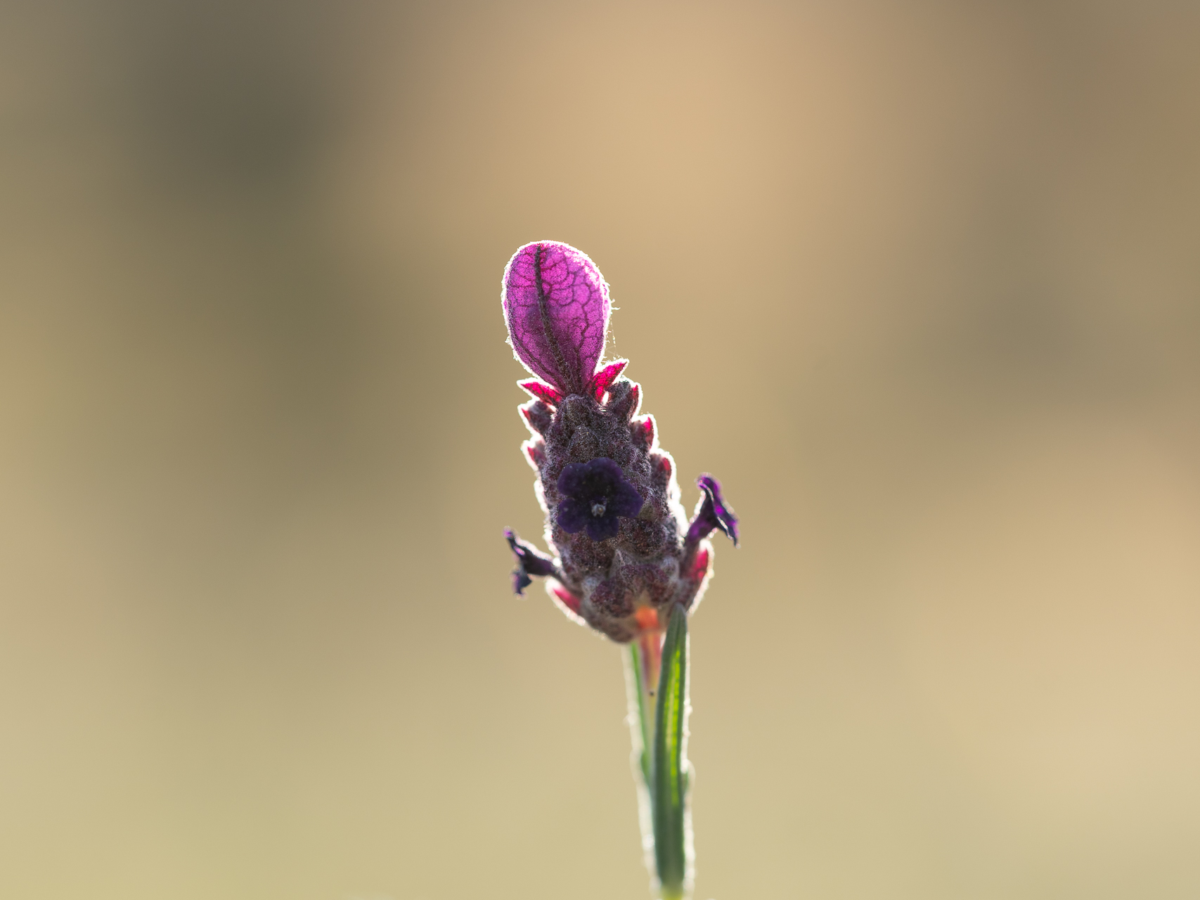 Photographie de fleurs par Sandy Berthaud photographie