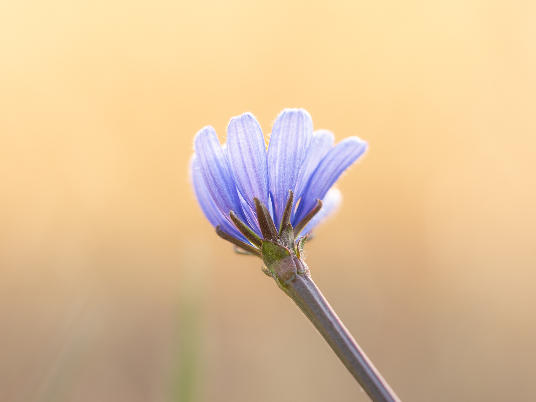 Photographie de fleurs chicorée par Sandy Berthaud photographie