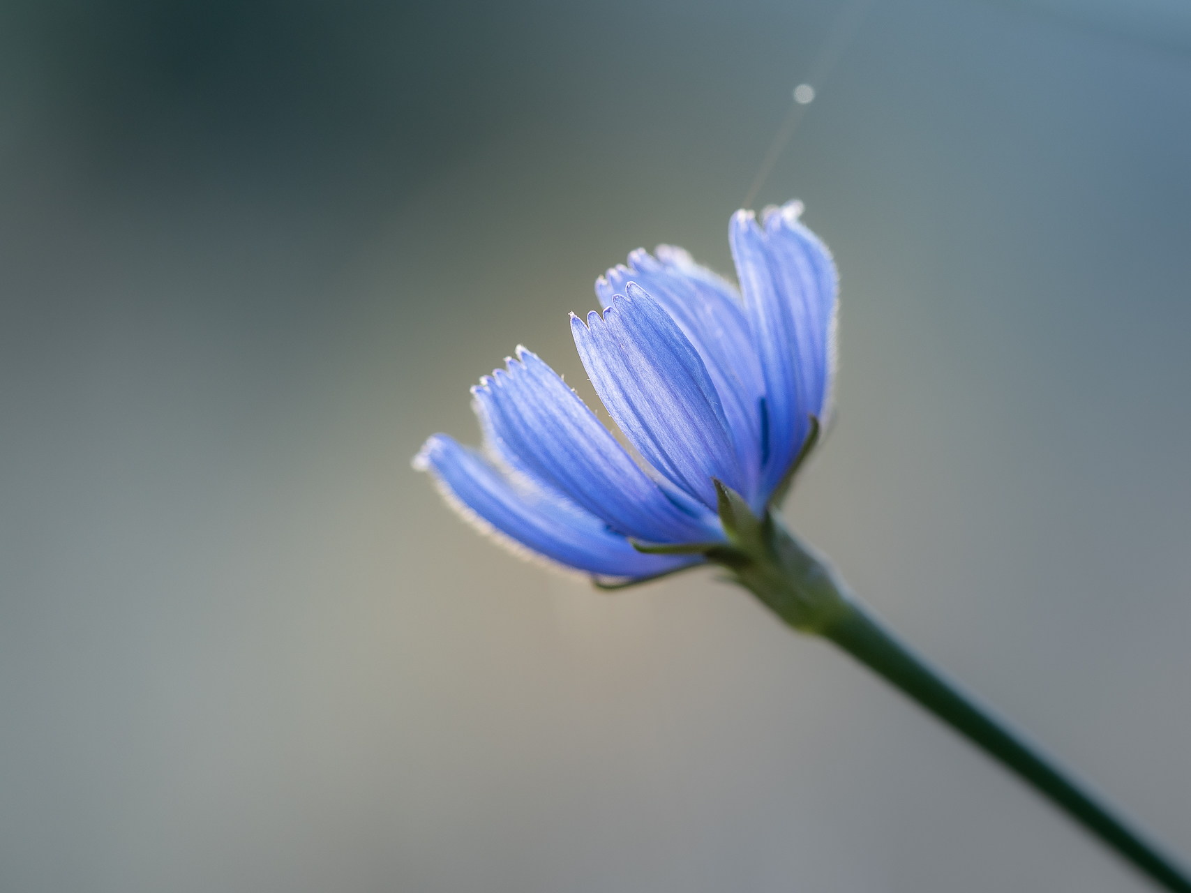 Photographie de fleurs chicorée par Sandy Berthaud photographie