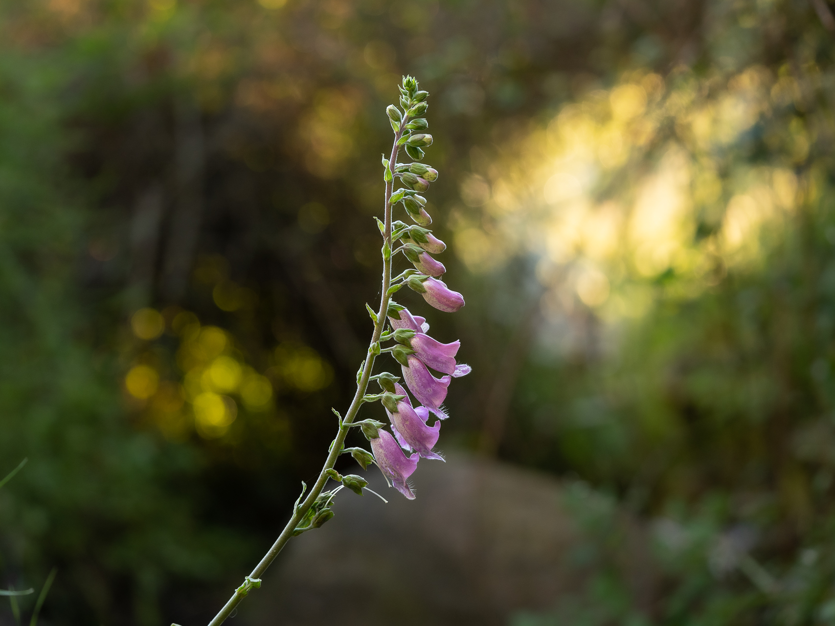 Photographie de fleurs par Sandy Berthaud photographie
