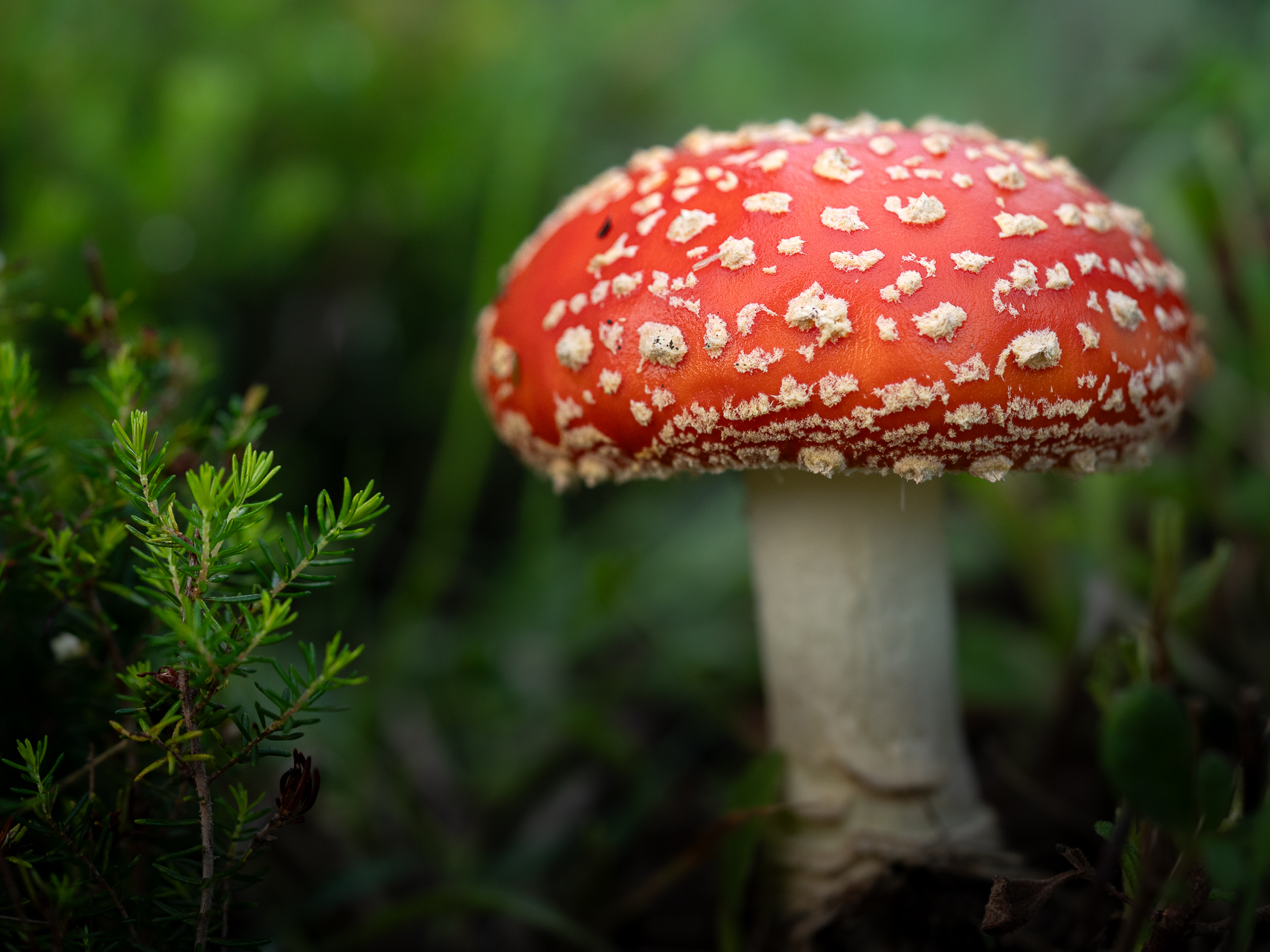 Macro photographie de champignons amanite tue mouche par Sandy Berthaud à Alata corse