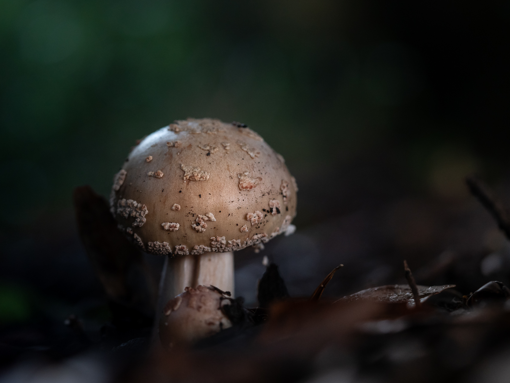Macro photographie de champignons amanite rougissante par Sandy Berthaud à Alata corse