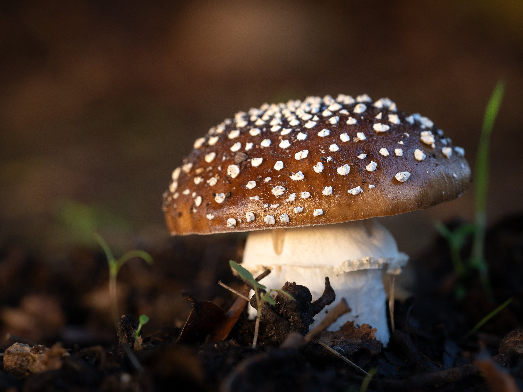 Macro photographie de champignons amanite panthère par Sandy Berthaud à Alata corse