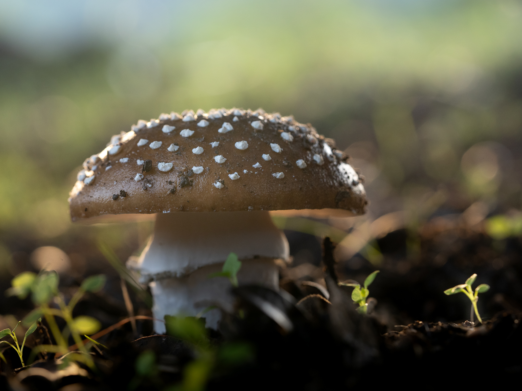 Macro photographie de champignons amanite panthère par Sandy Berthaud à Alata corse