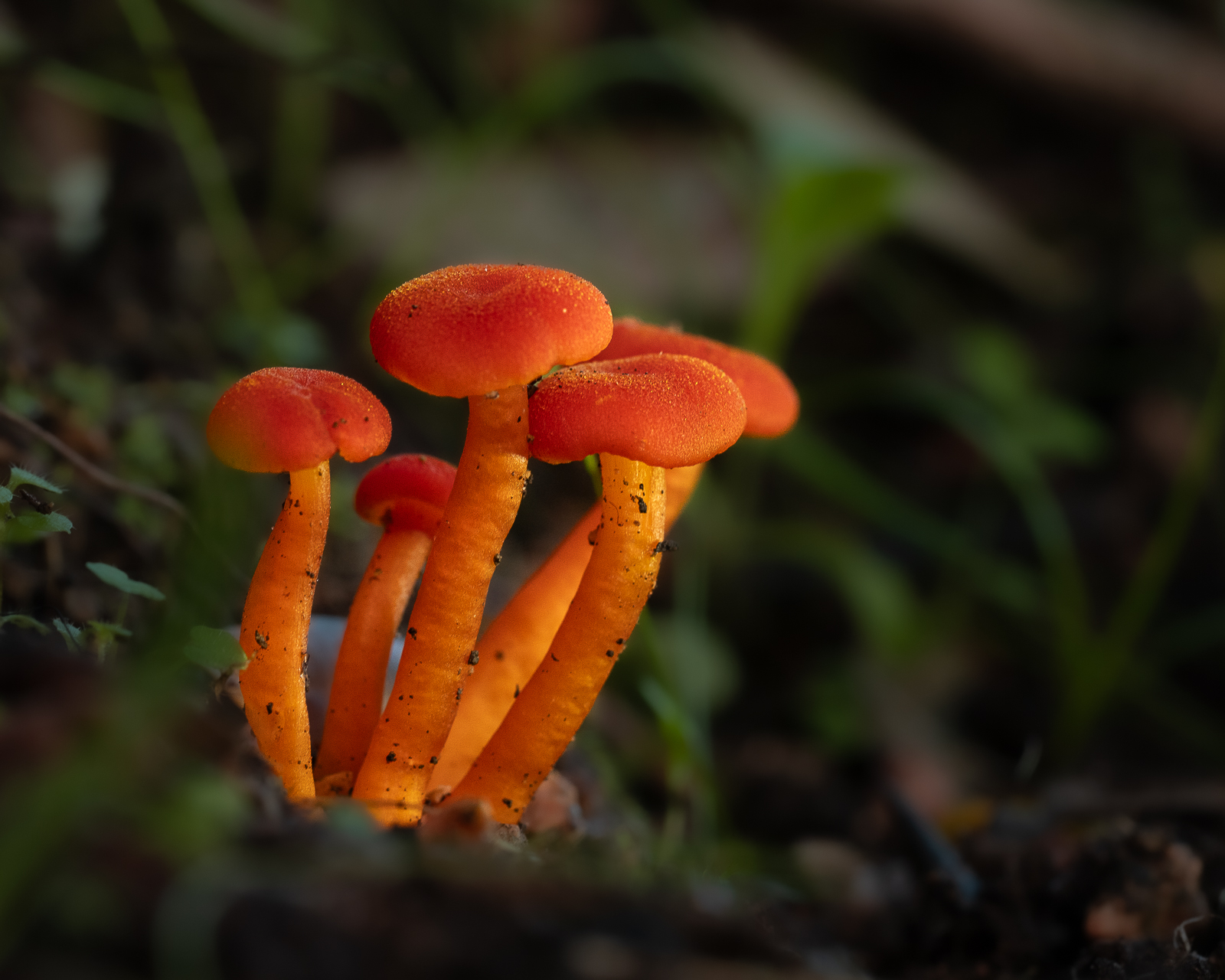 Macro photographie de champignons oranges par Sandy Berthaud à Alata corse