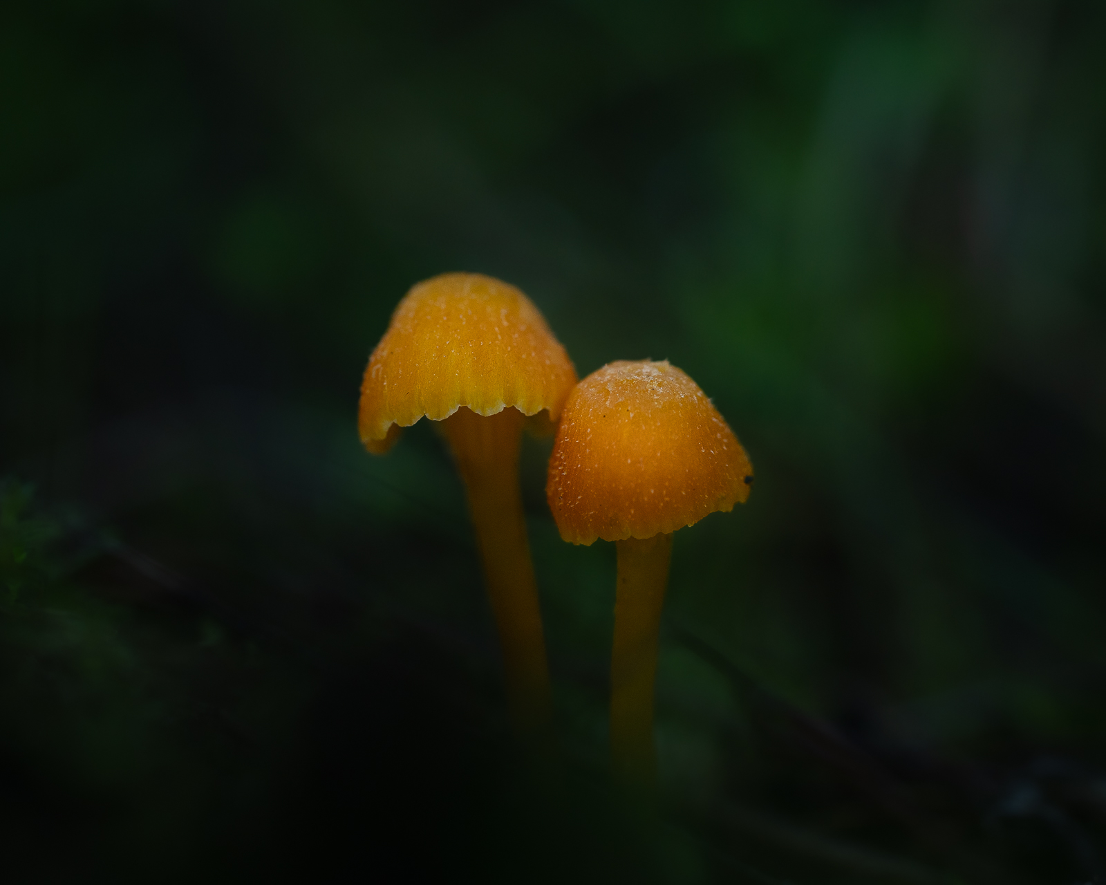 Macro photographie de champignons par Sandy Berthaud