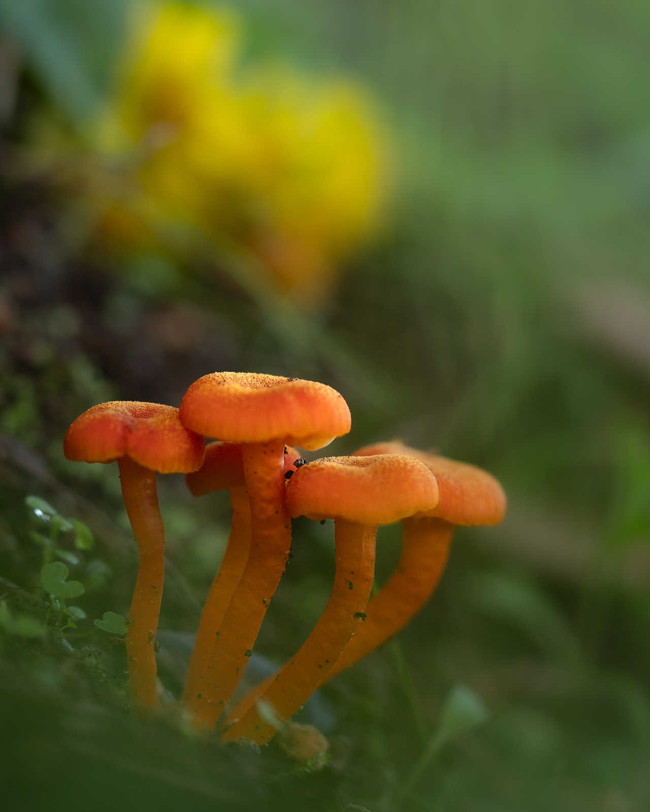 Macro photographie de champignons oranges par Sandy Berthaud à Alata corse