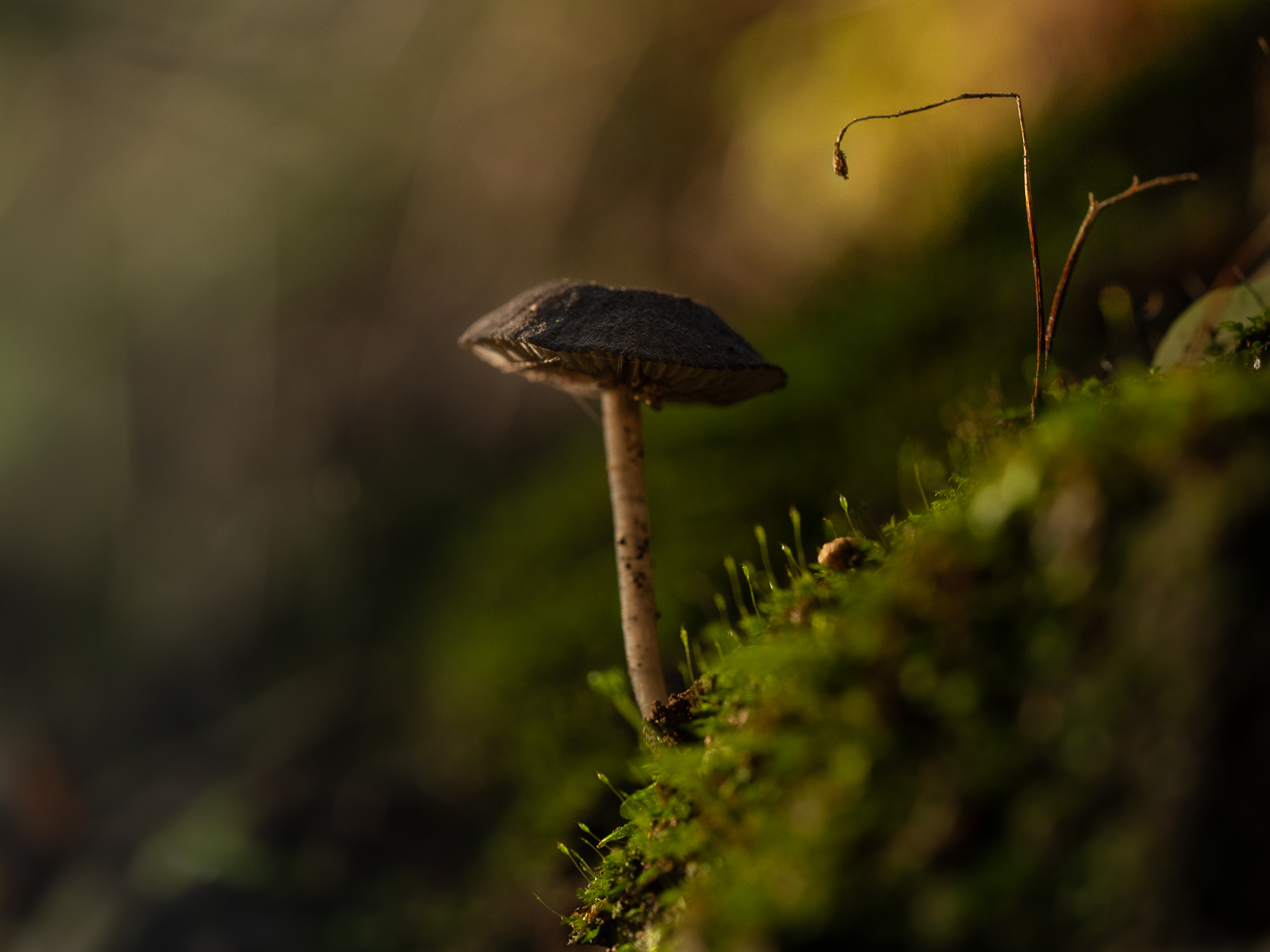 Macro photographie de champignons magiques par Sandy Berthaud à Alata corse