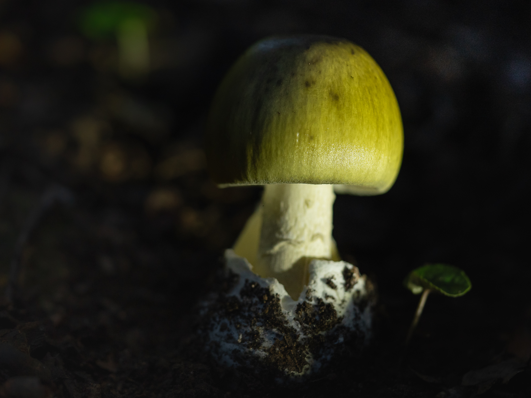 Macro photographie de champignons amanite phalloïde par Sandy