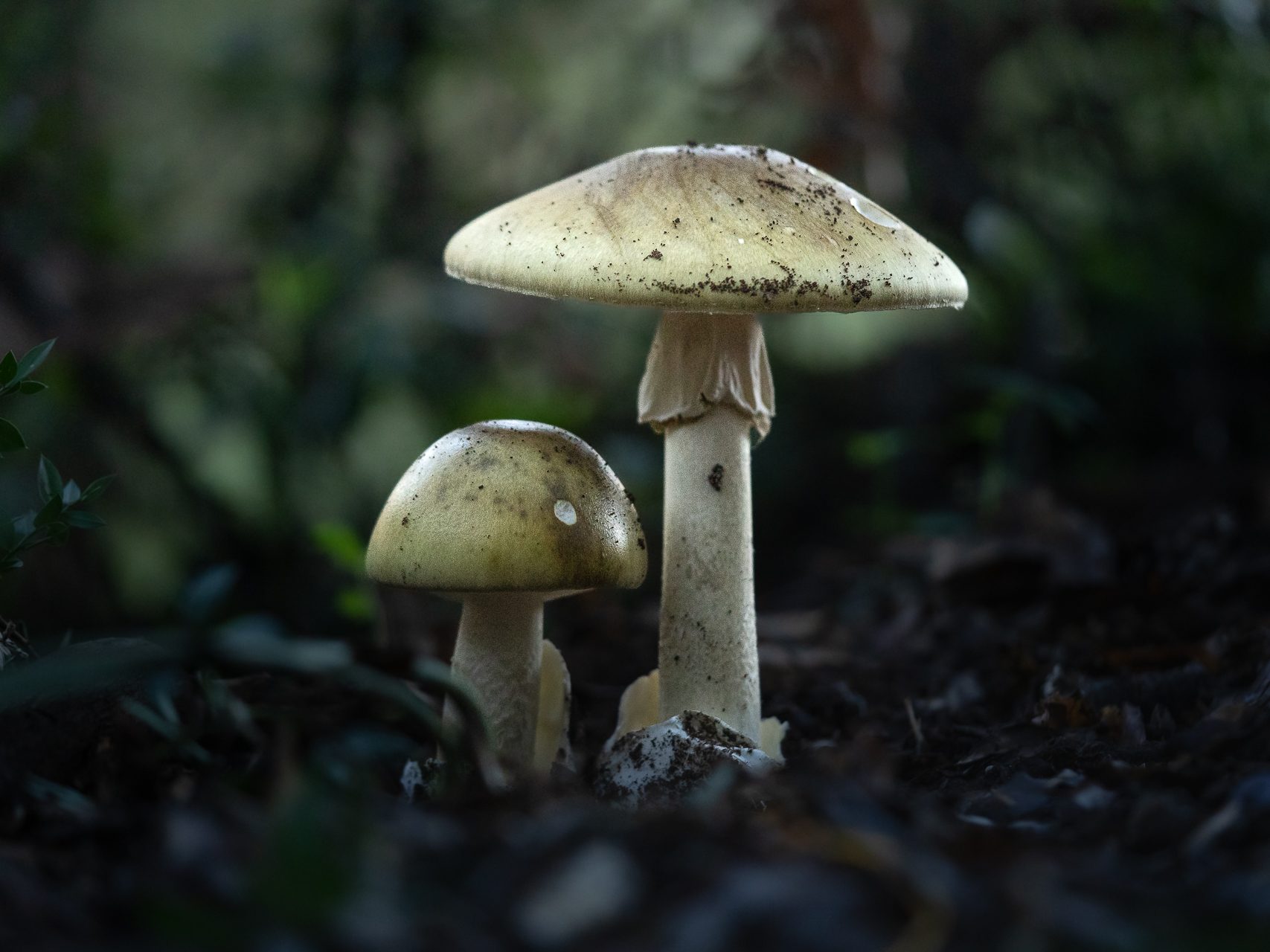 Macro photographie de champignons amanite phalloïde par Sandy Berthaud